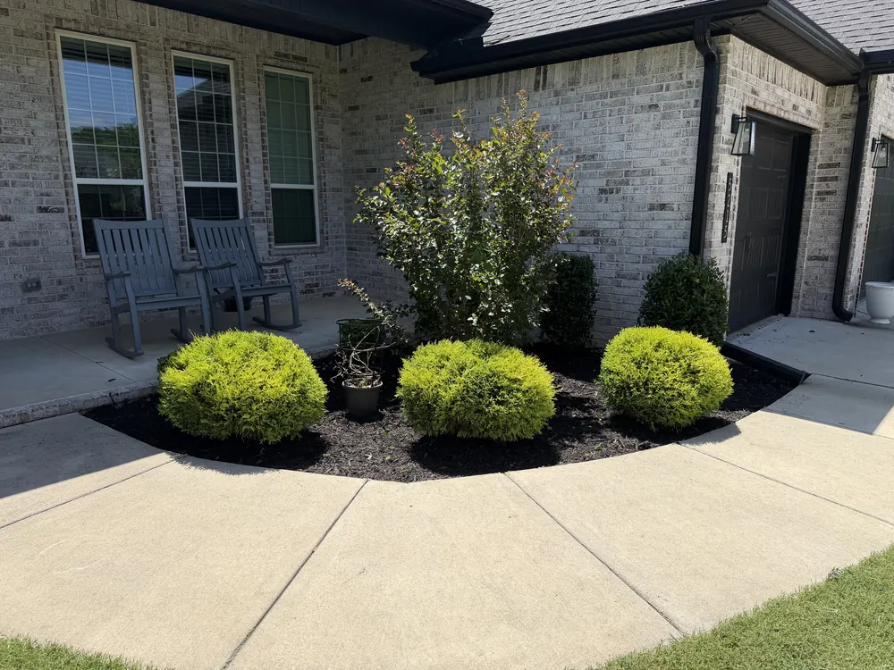 Clipped boxwoods and a young tree set into fresh dark mulch at a brick home entry