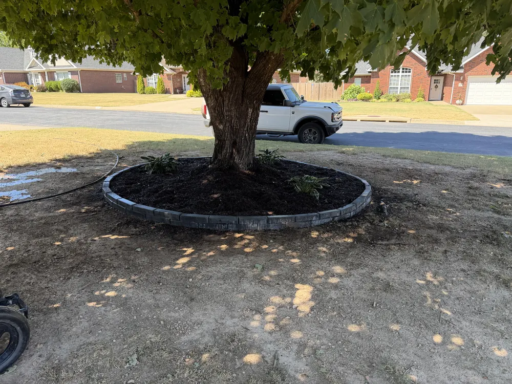 Mulched ring with a steel edge cut in around a mature street tree